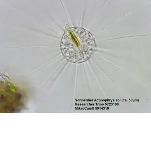 Мікроскоп Bresser Trino Researcher 40x-1000x - фото 55531