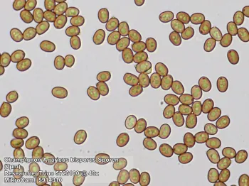 Мікроскоп Bresser Trino Researcher 40x-1000x - фото 55532