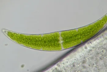 Мікроскоп Bresser Trino Researcher 40x-1000x - фото 55533