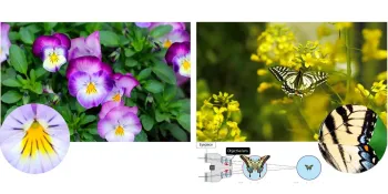 Бінокль Pentax UP 6.5x21 Papilio II (62001) (930260) - фото 81175